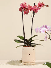 Orquídea Premium en Matera Frailejón (Solo en Medellín)